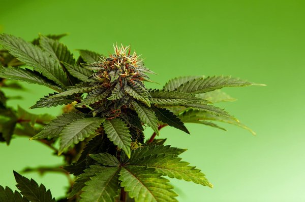 Le guide ultime sur la production de fleur CBD